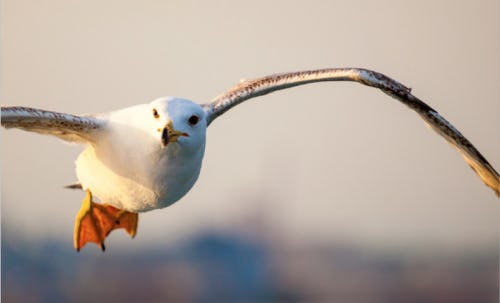 E-Book Middenmanagers